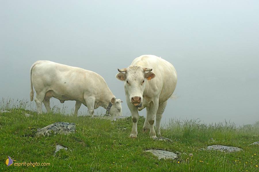 Nom de l'image : D2026787-1_(c)Norbert-JUNG — Description :